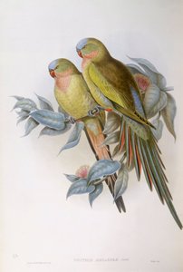 O papagaio de Alexandra (Polytelis alexandrae), Gravura de John Gould de John Gould