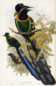 Arfak Astrapia de John Gould