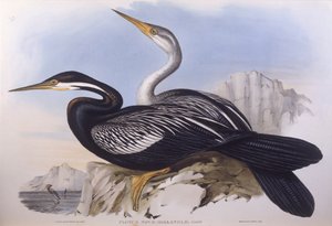 Australian darter (Anhinga novaehollandiae), Engraving by John Gould de John Gould