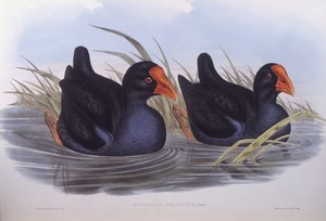 Pântano australiano (Porphyrio melanotus), Gravura de John Gould de John Gould