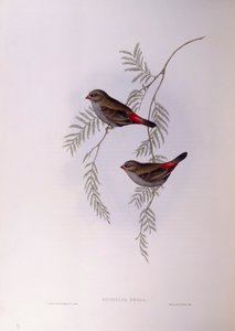 Lindo rabo de fogo (Stagonopleura bella), Gravura de John Gould de John Gould
