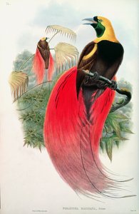 Ave do Paraíso, gravada por T. Walter de John Gould