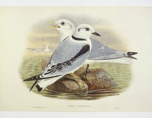 Blacklegged kittiwake (Rissa tridactyla), Gravação de John Gould, William Hart, H C Richte de John Gould