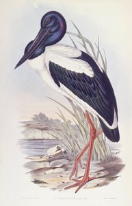 Cegonha de pescoço preto (Ephippiorhynchus asiaticus), Gravura de John Gould de John Gould