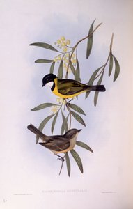 Apito de cauda preta (Pachycephala melanura), Gravura de John Gould de John Gould
