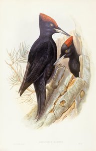 Pica-pau-preto (Dryocopus martius), Gravura de John Gould de John Gould