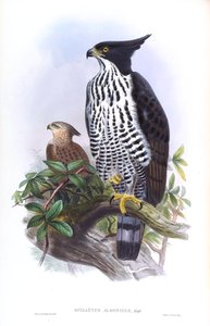 Águia-gavião-de-Blyth Nisaetus alboniger (Gmelin) de John Gould