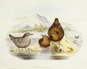 Ursa castanha (Cinclus pallasii), Gravura de John Gould de John Gould
