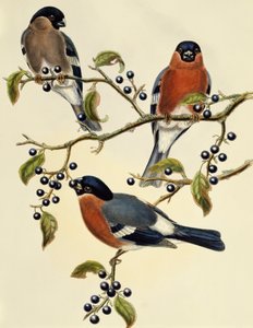 Touro (Pyrrhula pyrrhula), gravura de John Gould (1804-1881). Reino Unido de John Gould