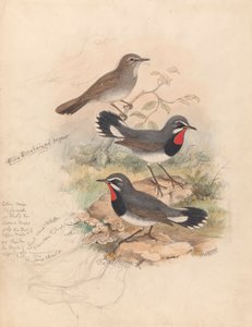 Calliope Chebaiewi, Prjev. de John Gould