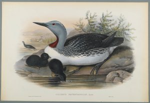 Colymbus Septentrionalis: Mergulhador Throated Vermelho (litho colorido em papel wove) de John Gould