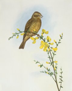 Corn bunting (Miliaria o Emberiza calandra), Engraving by John Gould de John Gould
