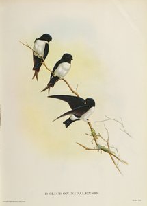 Delichon nipalensis, de &39;Um século de pássaros das montanhas do Himalaia&39;, 1830-32 de John Gould