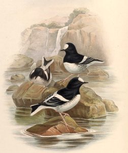 Enicnrns sconleri de John Gould