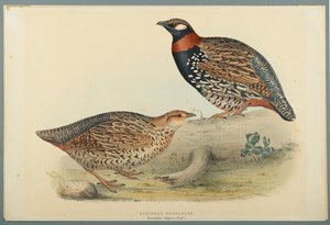 Francolinus Vulgaris (Briss): Francolin Europeu (cor litho em papel de palha) de John Gould