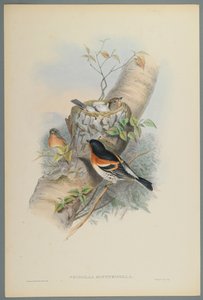 Fringilla Montifringilla - Bramblefinsh (cor litho em papel de wove) de John Gould