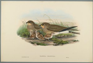 Glareola Pratincola - Pratincole comum (litol de cor em papel de wove) de John Gould