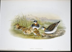 Íbis brilhante (Falcinellus Igneus) (Litho colorido à mão) de John Gould