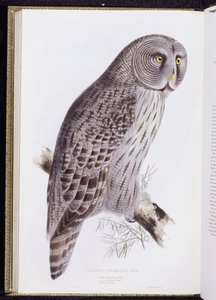 Great Cinereous Owl, de "The Birds of Great Britain", publicado em Londres, 1862-73 de John Gould