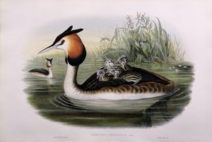 Mergulhão-de-crista (Podiceps Cristatus) (mão colorida lito)