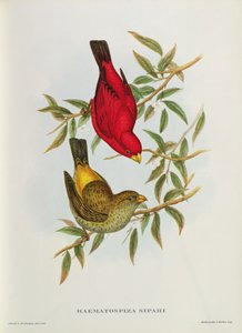 Haematospiza Sipahi, ilustração de &39;Birds of Asia&39;, vol. I, Partes I-VI, de John Gould, 1850-54