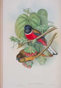 Harpactes Fasciatus, prato de The Birds of Great Britain por John Gould, publicado em 1862-73 (litho colorido à mão) de John Gould