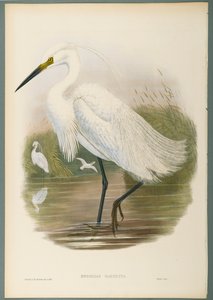 Herodias Garzetta - Garça-branca-pequena (cor litho em papel wove) de John Gould