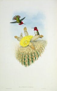 Pássaro do zumbido, gravado por Walter e por Cohn de John Gould