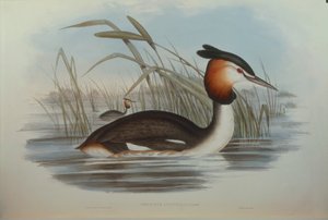 Ilustração de "The Birds of Australia", de John Gould, representando Southern Crested Grebe Podiceps cristatus australis, de Oscar Dressler de John Gould