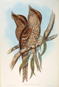 Ilustração de "The Birds of Australia" de John Gould, representando Tawny Frogmouth Podargus strigoides, de Oscar Dressler de John Gould