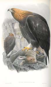 Ilustração de Aquila Chrysaetos (águia dourada) de John Gould