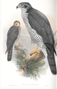 Ilustração de Astur Palumbarius (Açor) de John Gould
