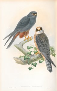 Ilustração de Erythropus Vespertinus (passatempo de pernas laranja) de John Gould
