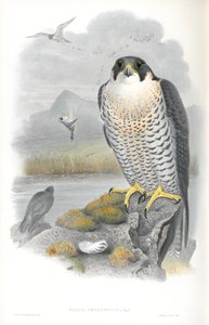 Ilustração de Falco Peregrinus (Falcão Peregrino) de John Gould