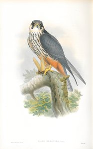 Ilustração de Falco Subbuteo (Hobby) de John Gould