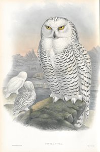 Ilustração de Nyctea Nivea (coruja-das-neves) de John Gould