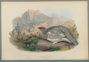 Lagopus Mutus, plumagem de outono: Ptarmigan comum (litho cor em papel de wove) de John Gould