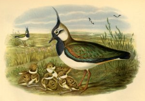 "Lapwing and Young", 1865, 1942. de John Gould