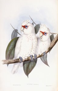 Cacatua-de-bico-longo de John Gould