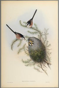 Mecistura Caudata - Peito-de-cauda-comprida (cor lito em papel de palha) de John Gould