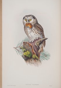 Nyctale Tengmalmi, prato de The Birds of Great Britain, de John Gould, publicado em 1862-73 (litografia colorida à mão) de John Gould
