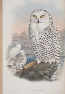 Nyctea Nivea, prato de The Birds of Great Britain, de John Gould, publicado em 1862-73 (litografia colorida à mão) de John Gould