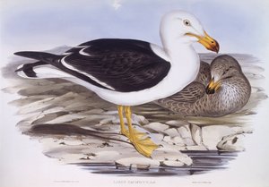 Gaivota do Pacífico (Larus pacificus), Gravura de John Gould de John Gould