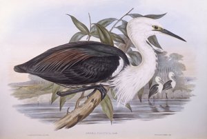 Garça do Pacífico (Ardea pacifica), Gravura de John Gould de John Gould