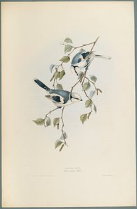 Parus Cyanus: Azure Tit (litografia colorida em papel de parede) de John Gould