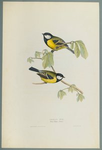 Parus Major: Great Tit (cor litho em papel de capa) de John Gould