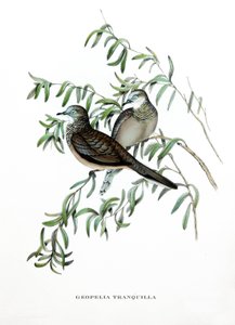 Pomba pacífica, aves da Austrália, gravura do livro de John Gould (1804-1881) "Tropical Birds" de John Gould