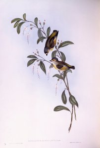Pardalote vermelho (Pardalotus rubricatus), Gravura de John Gould de John Gould