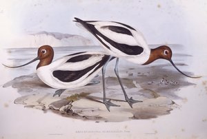 Red-necked avocet (Recurvirostra novaehollandiae), Engraving by John Gould de John Gould