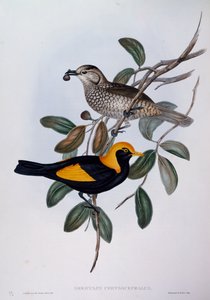 Regent Bowerbird (Sericulus chrysocephalus), gravura de Birds of Australia de John Gould